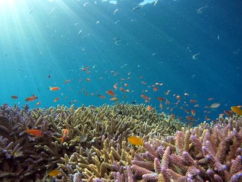 Dahab